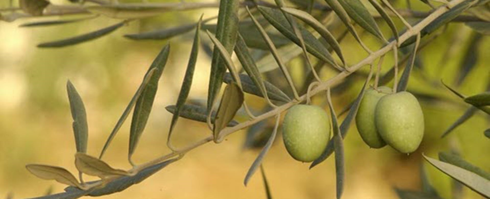 The “Olive Tree” Treatment